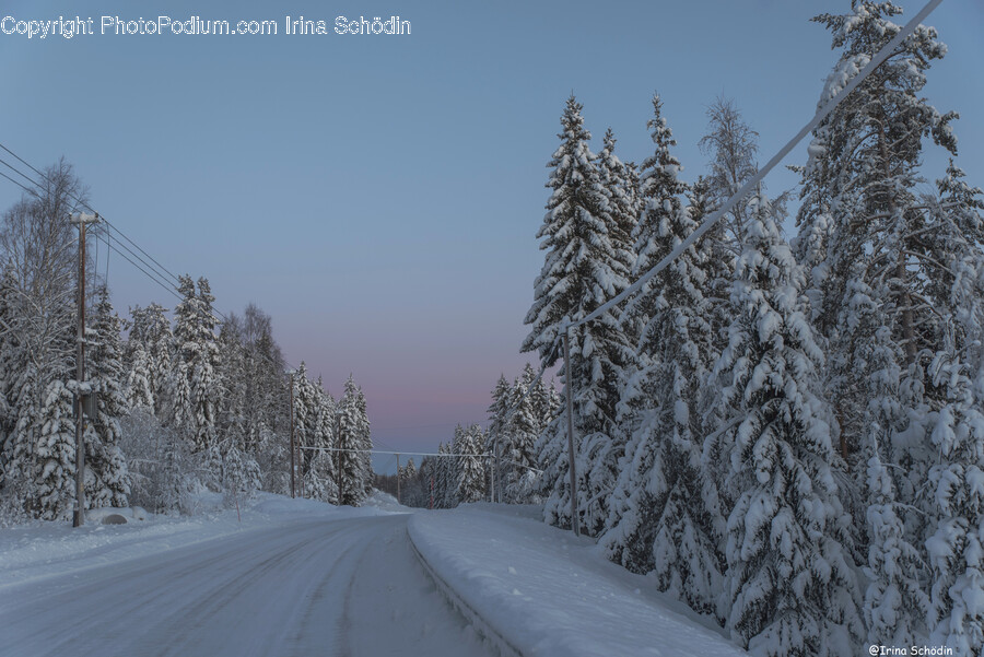 Tree, Plant, Fir, Pine, Conifer