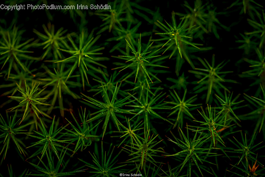 Moss, Plant, Tree, Conifer, Leaf