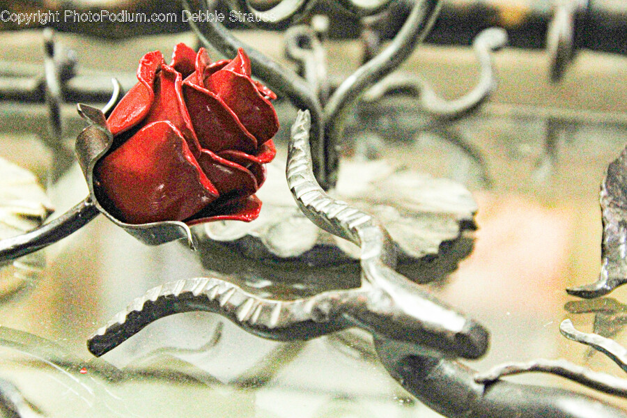 Rose, Flower, Plant, Person, Petal