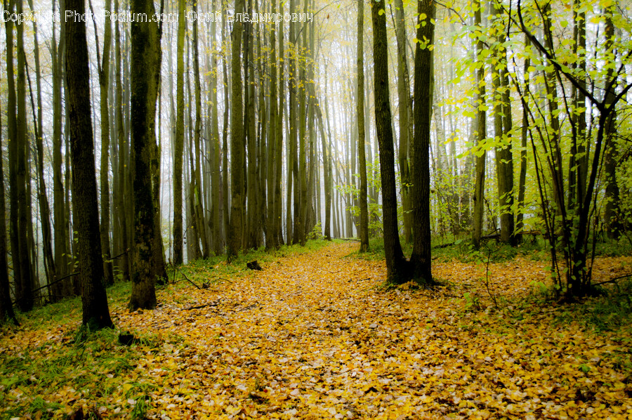 Vegetation, Plant, Tree, Woodland, Land