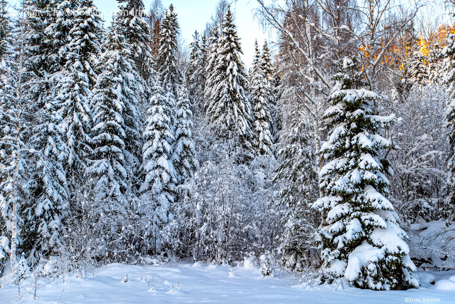 Tree, Plant, Fir, Pine, Conifer