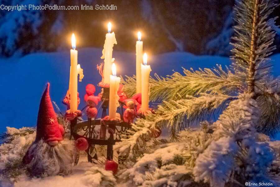 Fir, Tree, Plant, Candle, Bird