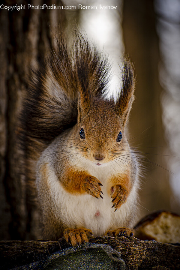 Rodent, Mammal, Animal, Squirrel, Rat