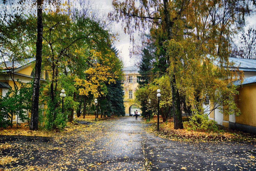 Person, Tree, Plant, Autumn, City