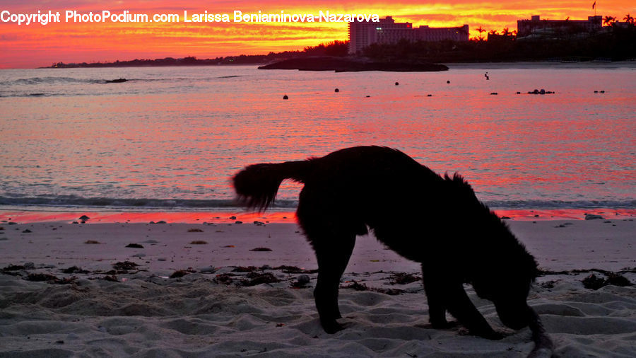 Animal, Canine, Dog, Mammal, Newfoundland, Pet, Silhouette