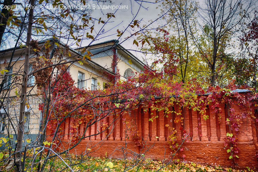 Leaf, Plant, Tree, Building, Architecture