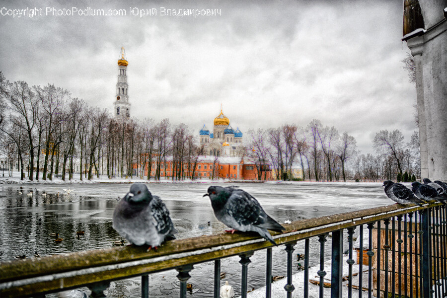 Railing, Bird, Animal, Spire, Tower