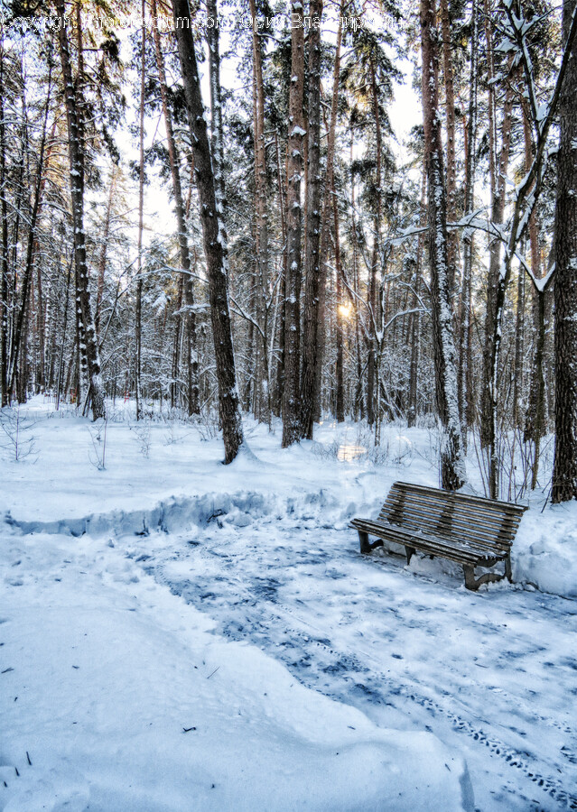Bench, Furniture, Tree, Plant, Fir