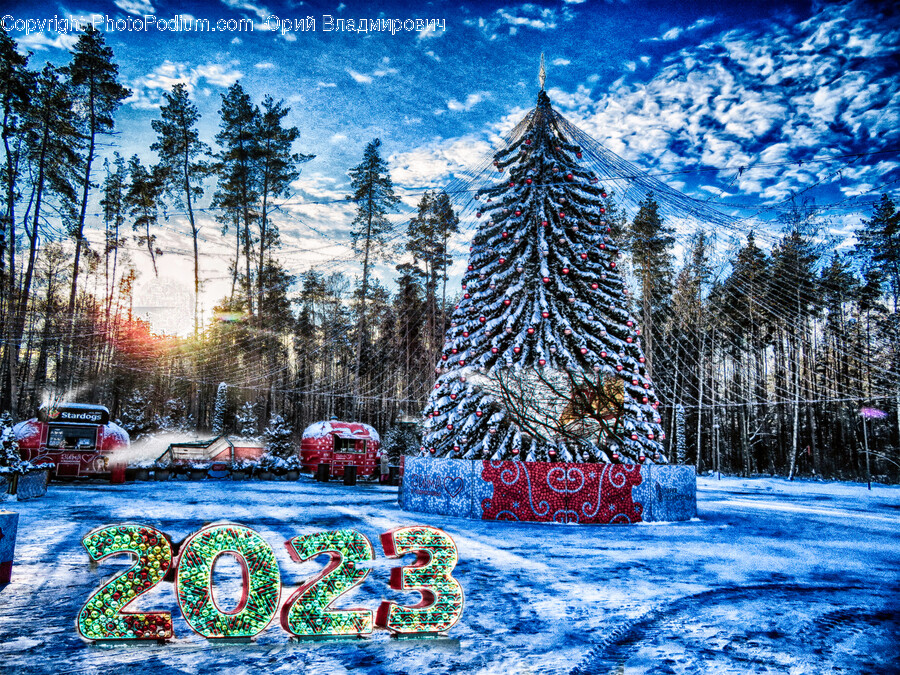 Tree, Plant, Fir, Christmas Decorations, Christmas