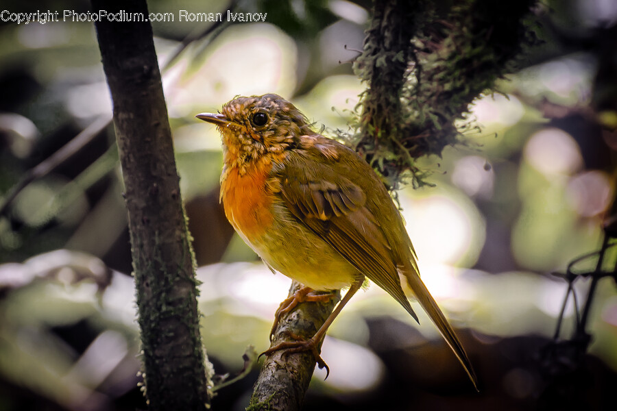 Bird, Animal, Finch, Canary, Robin