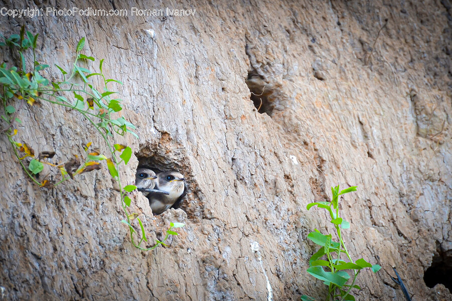 Hole, Plant, Jay, Bird, Animal