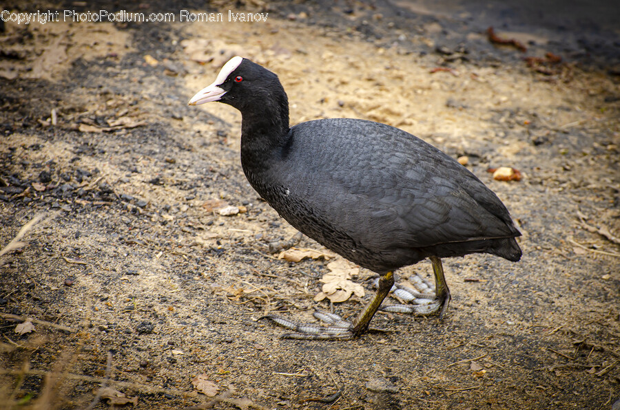 Bird, Animal, Waterfowl, Beak, Soil