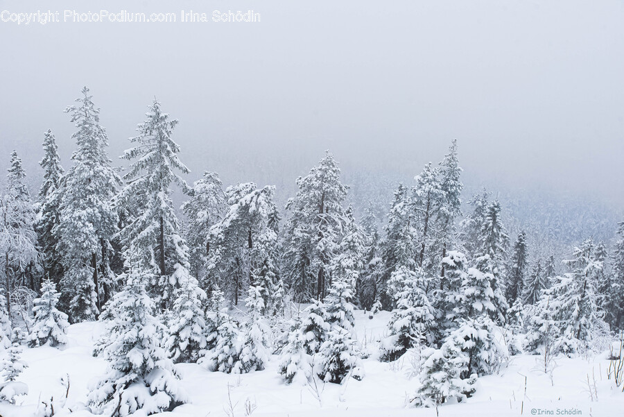 Tree, Plant, Fir, Weather, Nature