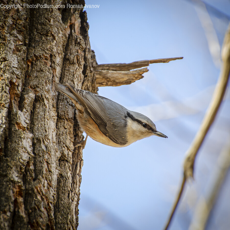 Tree Trunk, Tree, Plant, Bird, Animal