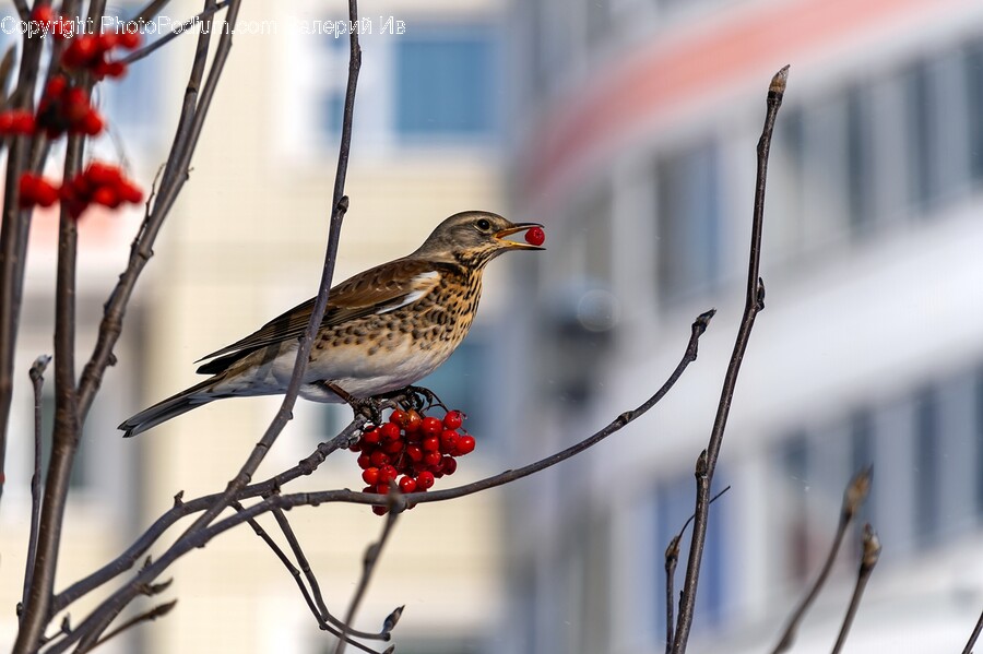 Anthus, Bird, Animal, Finch, Sparrow