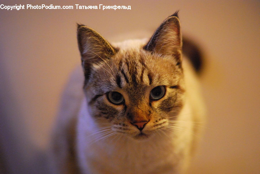 Abyssinian, Animal, Cat, Mammal, Pet, Kitten, Siamese
