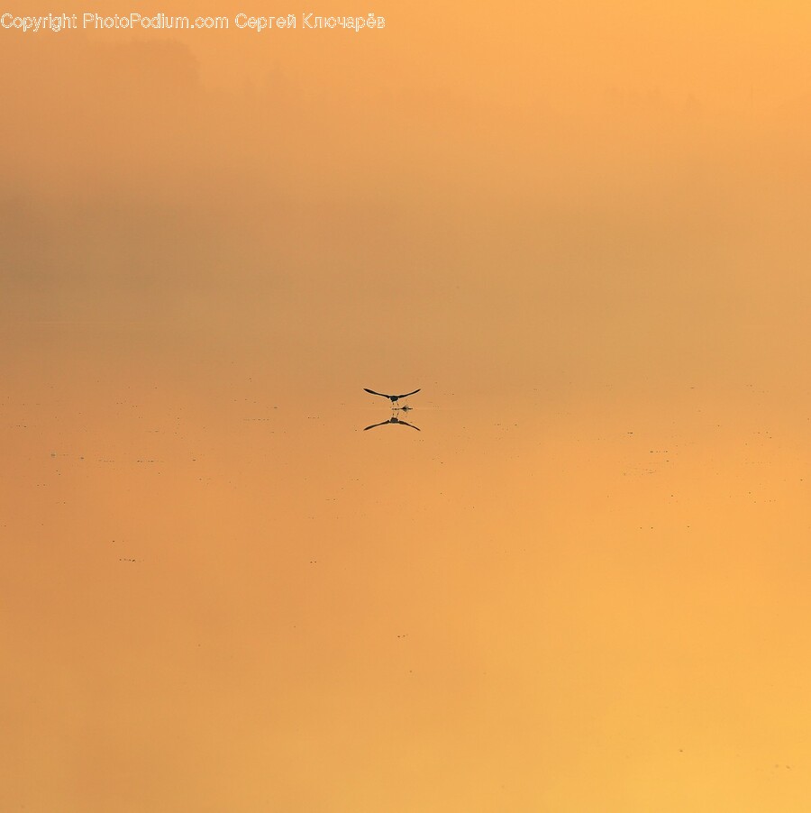 Flying, Bird, Animal, Sky, Outdoors