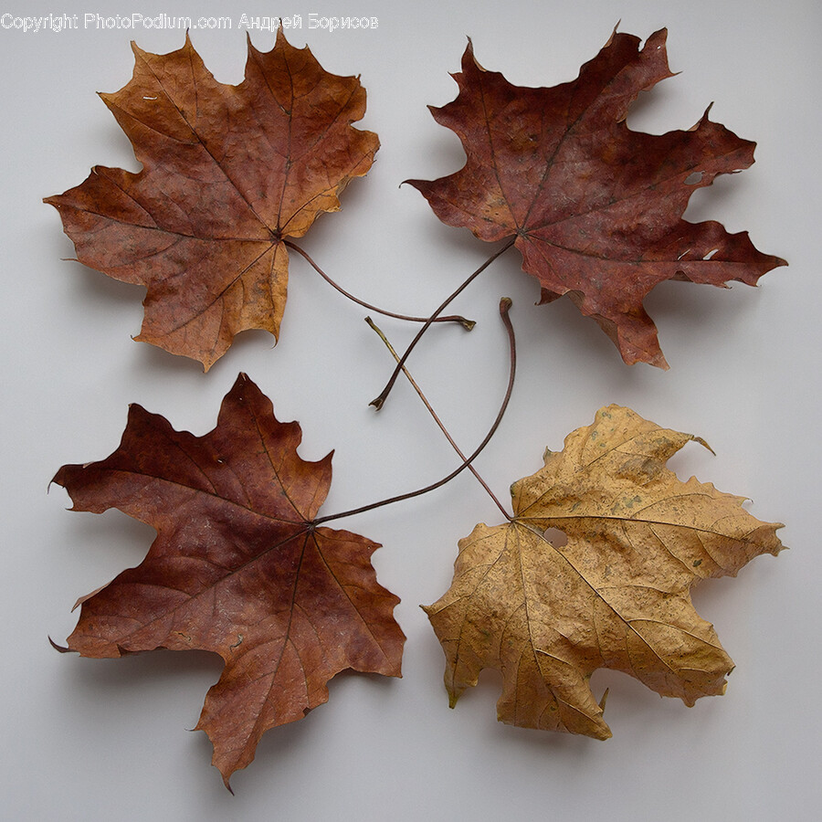 Leaf, Plant, Tree, Maple, Maple Leaf