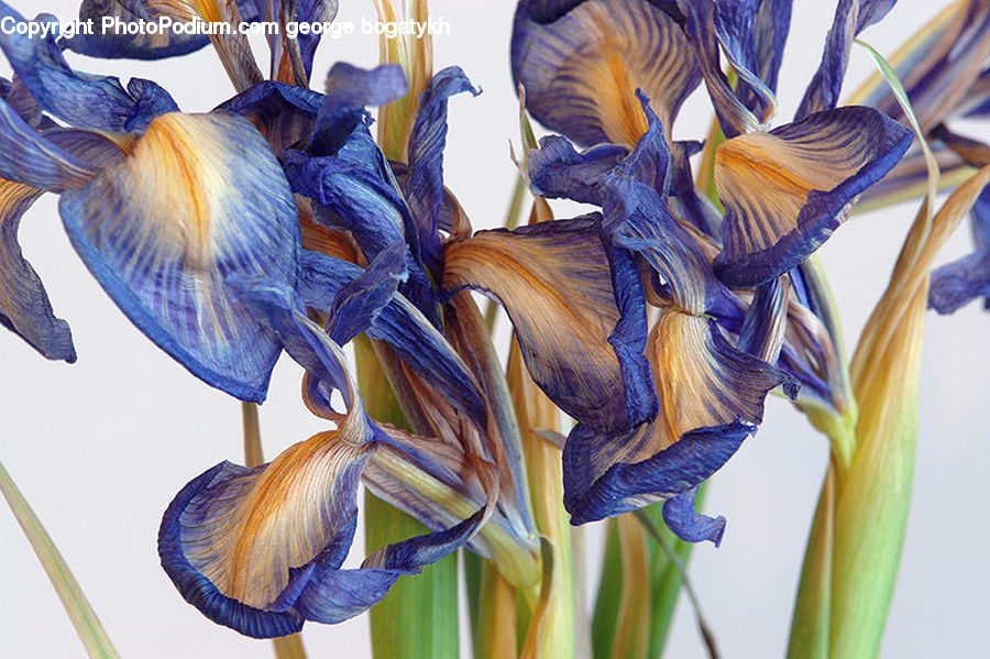Flora, Flower, Iris, Plant, Gladiolus, Fiber, Flax