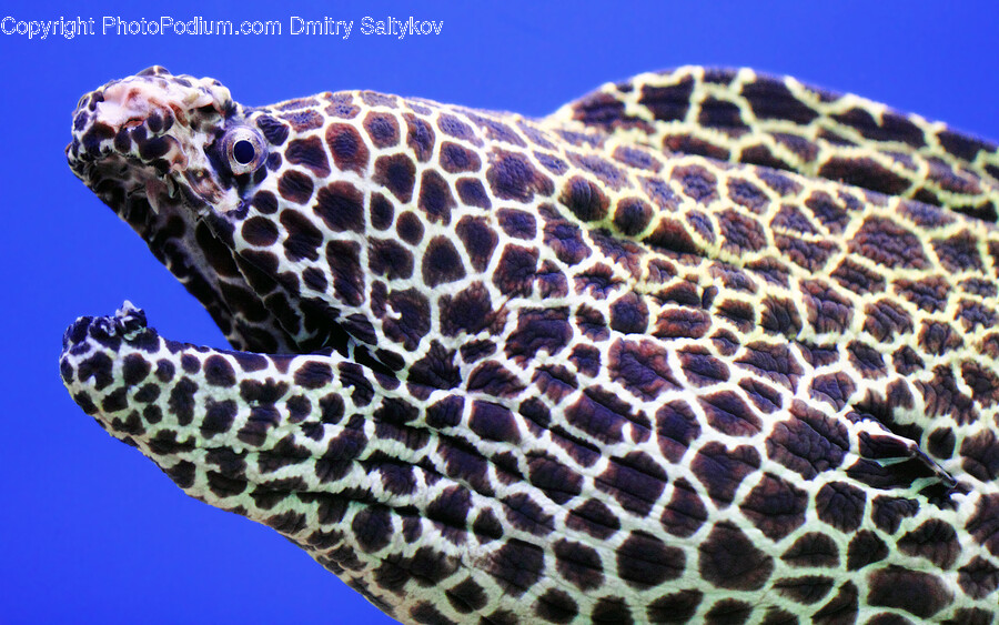 Eel, Sea Life, Fish, Animal, Snake