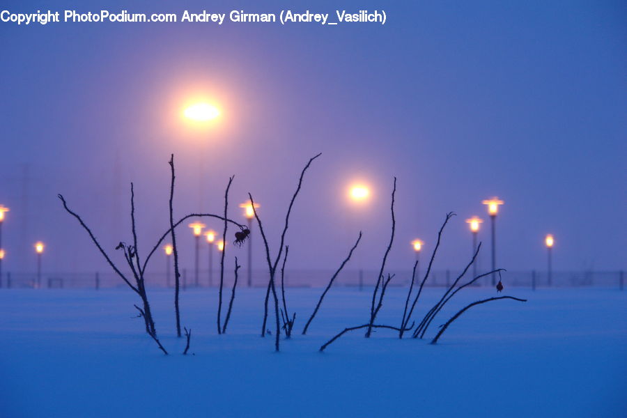 Grass, Plant, Reed, Field, Grassland