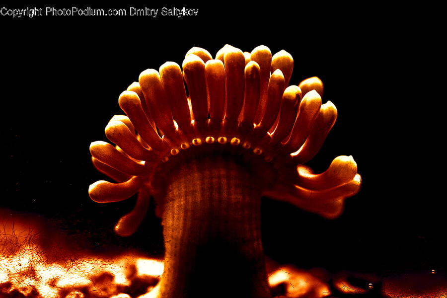 Fire, Outdoors, Mushroom, Fungus, Plant