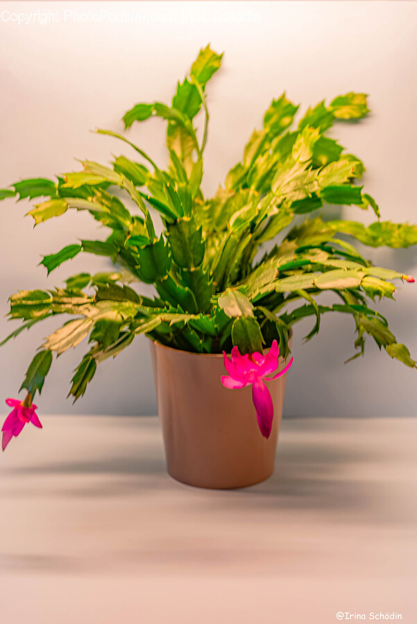 Potted Plant, Plant, Leaf, Flower, Flower Arrangement