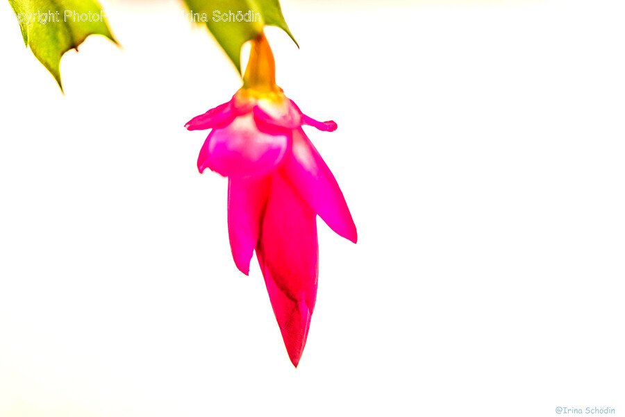 Petal, Flower, Plant, Geranium, Bud