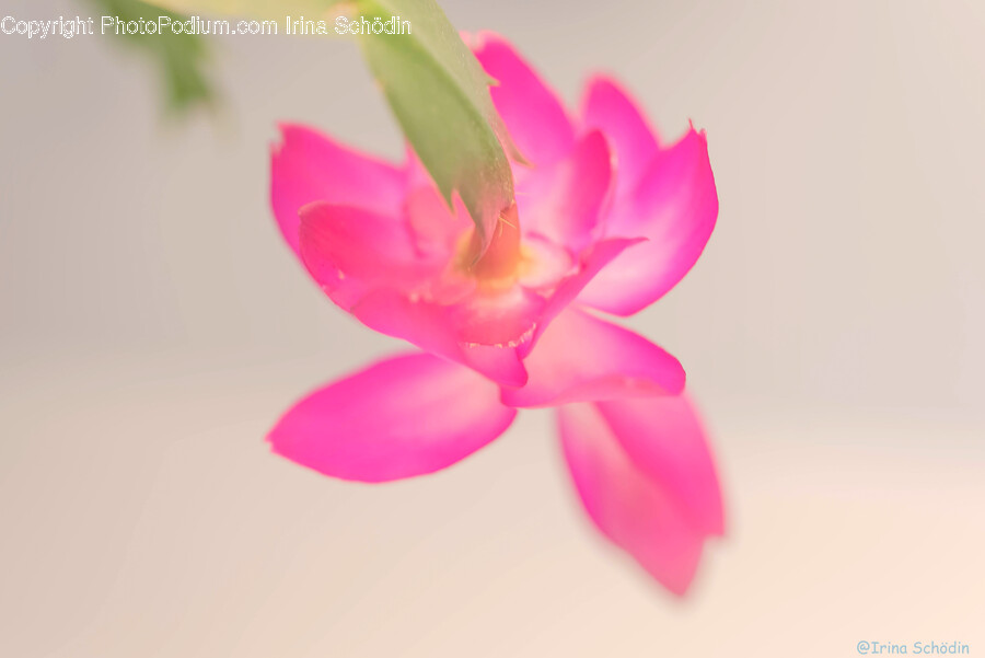 Petal, Flower, Plant, Geranium, Rose