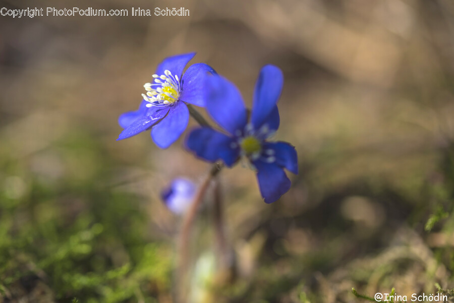 Geranium, Flower, Plant, Anemone, Pollen