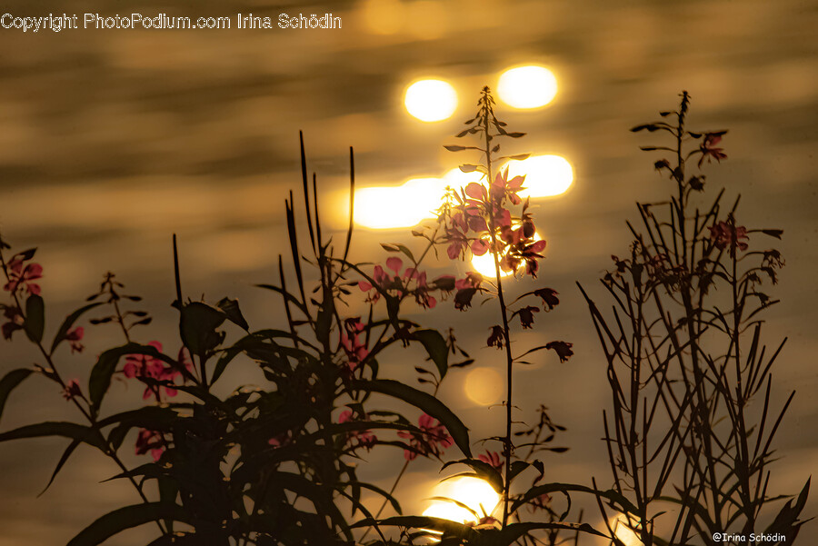 Flare, Light, Sunlight, Flower, Plant