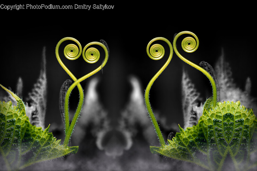 Coil, Spiral, Leaf, Plant, Fern