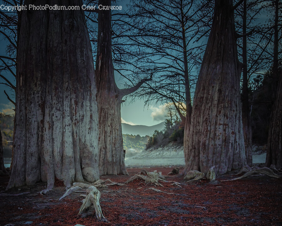 Tree Trunk, Tree, Plant, Redwood, Person
