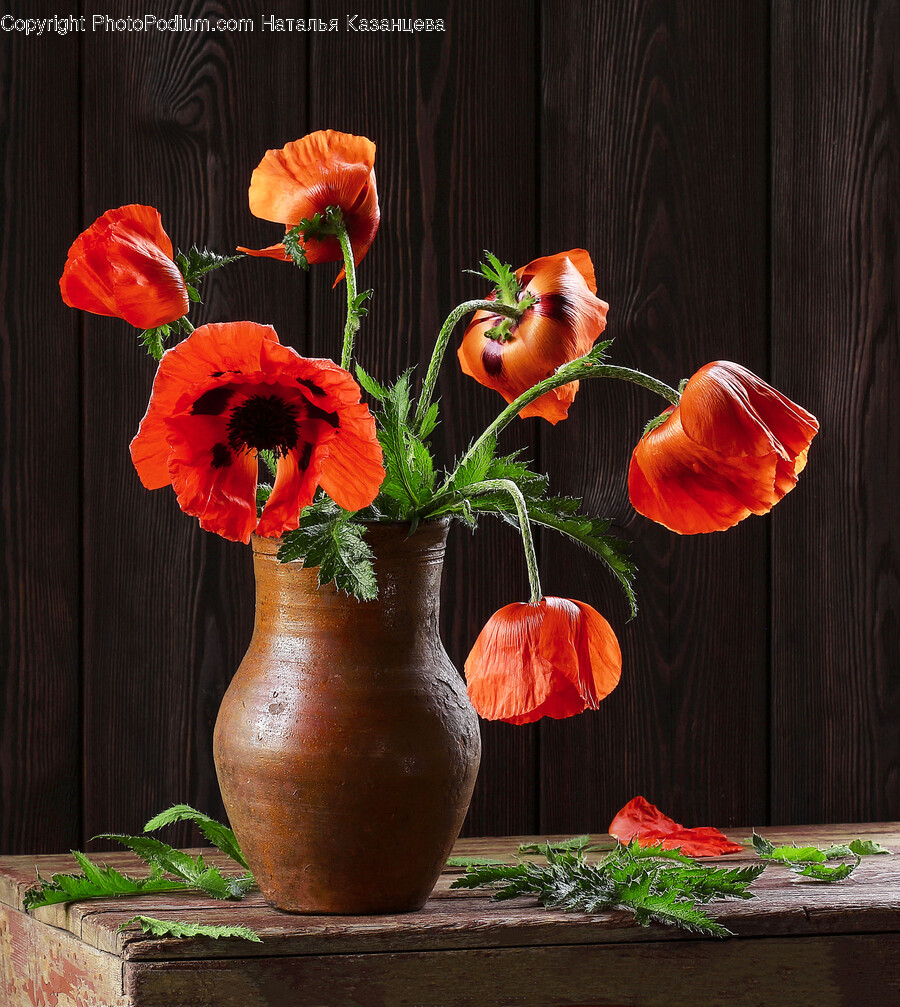 Flower Arrangement, Flower, Plant, Ikebana, Geranium