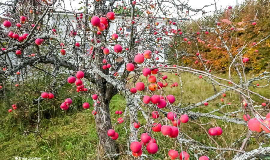 Fruit, Produce, Food, Plant, Apple