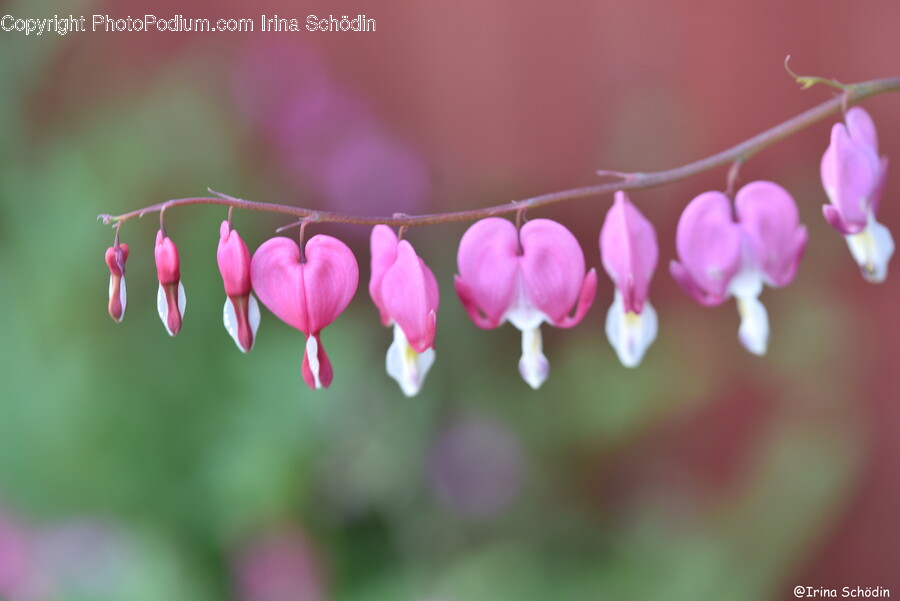 Petal, Flower, Plant, Geranium, Bud