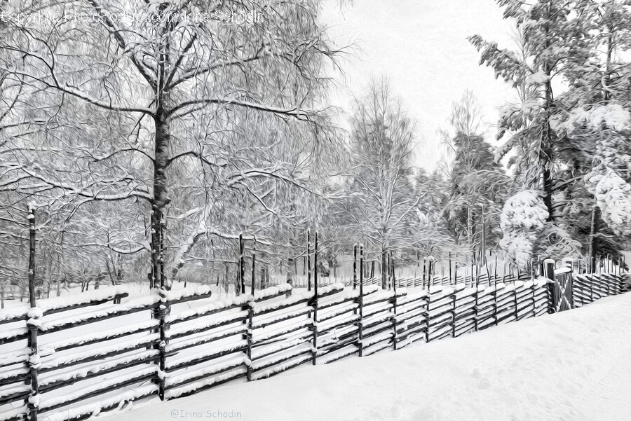 Nature, Outdoors, Tree, Plant, Winter