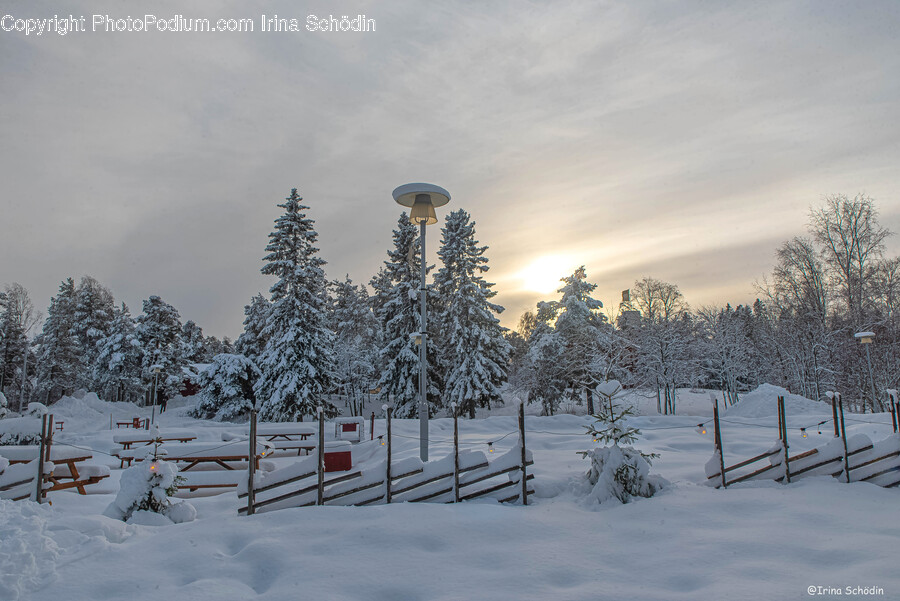 Fir, Tree, Plant, Pine, Outdoors