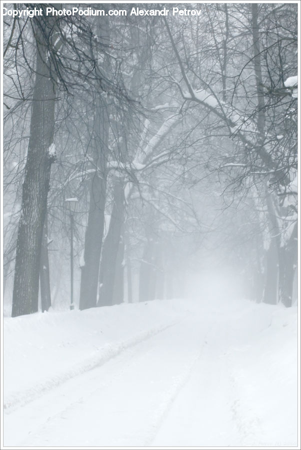 Blizzard, Outdoors, Snow, Weather, Winter, Ice, Forest
