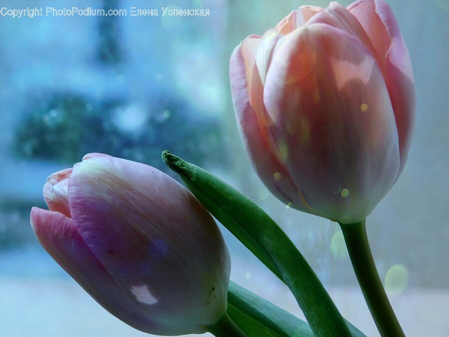 Flower, Plant, Petal, Tulip, Rose