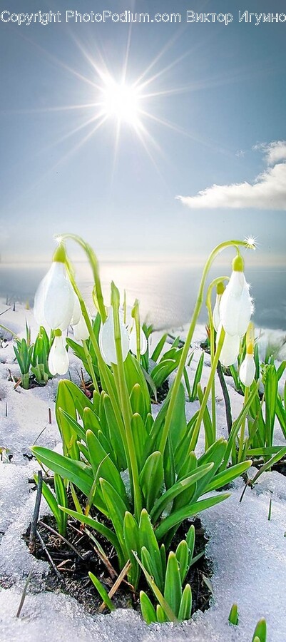 Flower, Petal, Plant, Nature, Outdoors