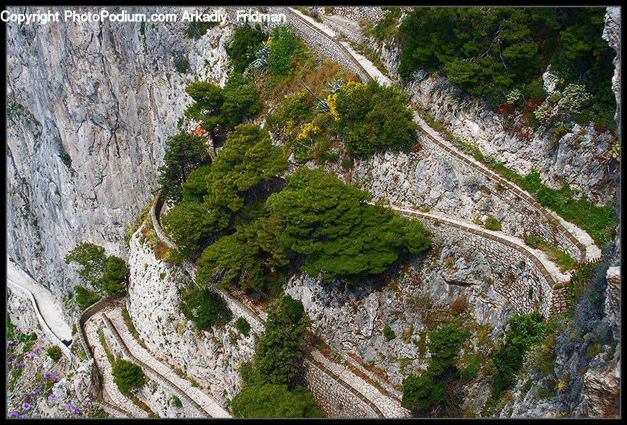 Moss, Plant, Potted Plant, Conifer, Fir, Tree, Aerial View