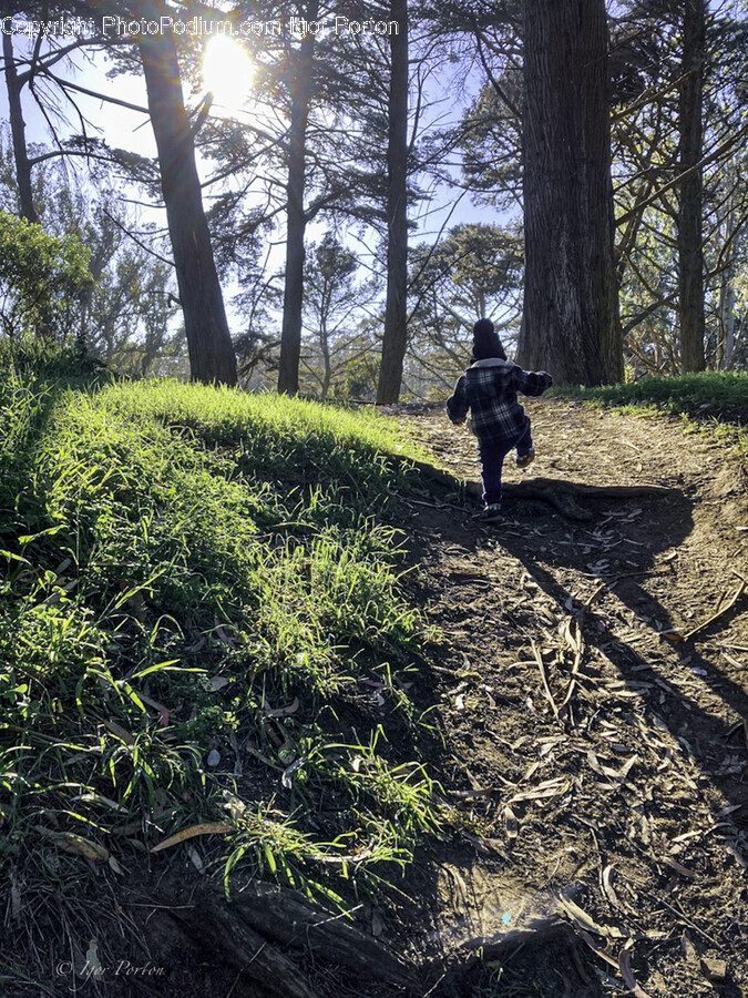 Grove, Land, Nature, Outdoors, Plant