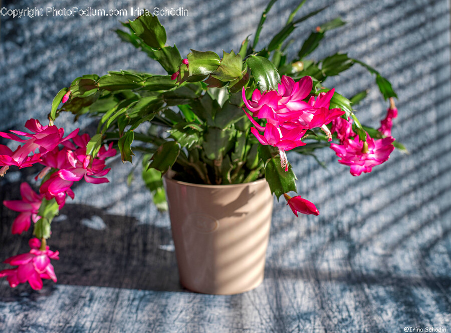 Plant, Potted Plant, Flower, Flower Arrangement, Geranium