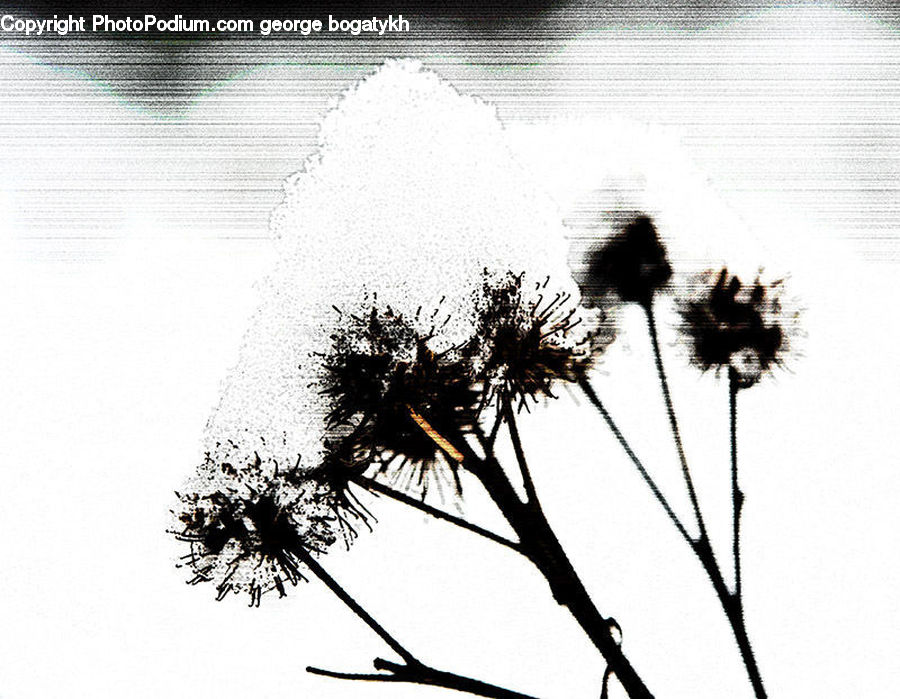 Silhouette, Flora, Flower, Plant, Thistle, Weed, Dandelion