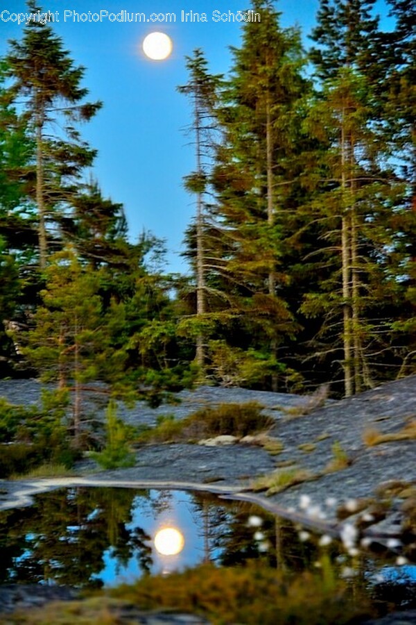 Nature, Night, Outdoors, Grove, Land