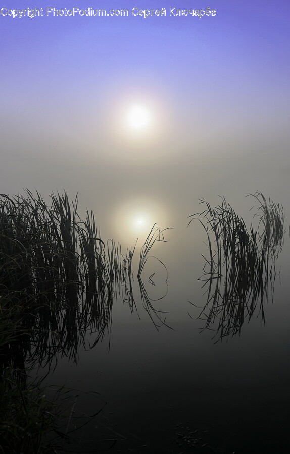 Plant, Reed, Nature, Outdoors, Weather