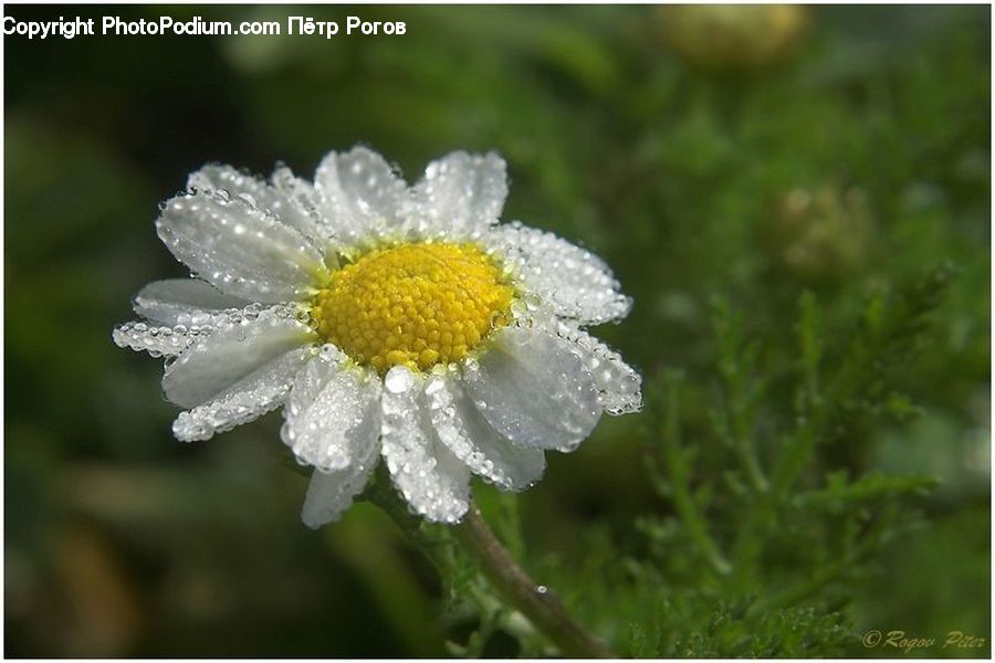 Asteraceae, Blossom, Flora, Flower, Plant, Daisies, Daisy