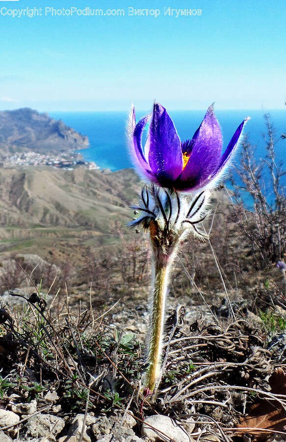 Flower, Plant, Petal, Anemone, Soil
