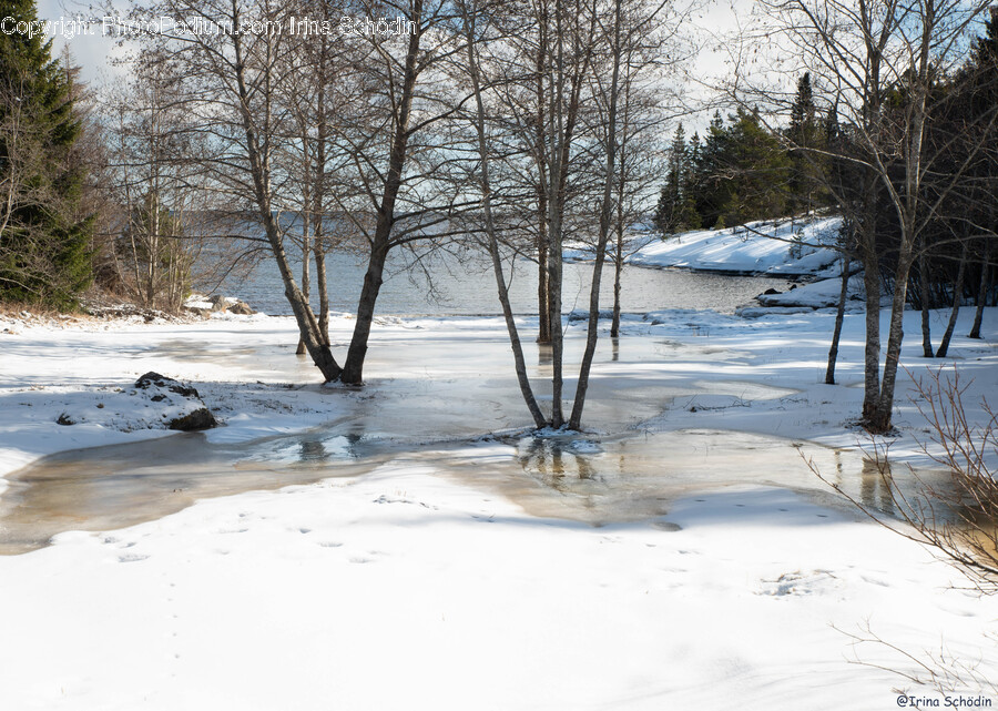 Plant, Tree, Fir, Nature, Outdoors